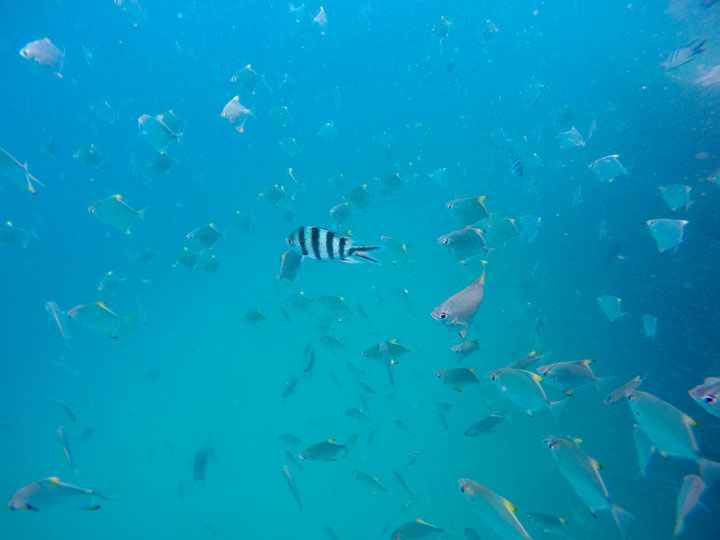 Snorkelling at Tangalooma Wrecks on Moreton Island