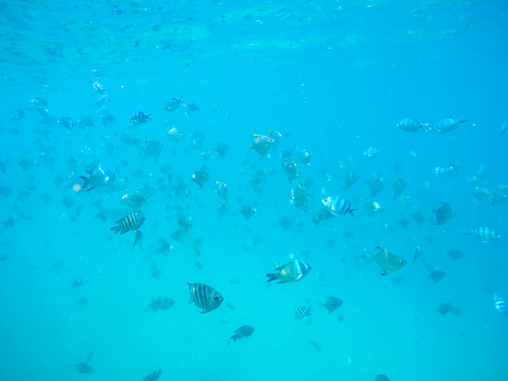 Snorkelling at Tangalooma Wrecks on Moreton Island