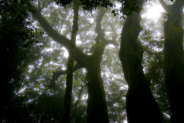 Mist seeping through ancient Antarctic beech forest