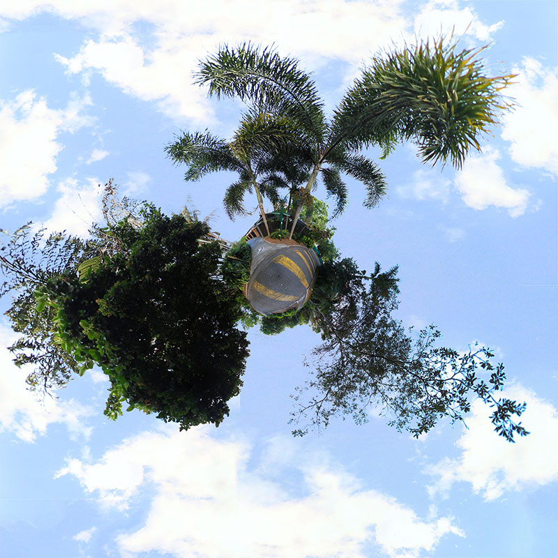 A pathway at Mt Coot-Tha Botanic Gardens