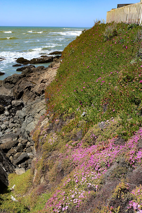 Pigeon Point Lighthouse