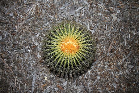 Mount Coot-Tha Botanic Gardens