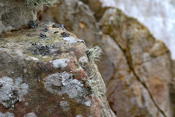 Lichen at Point Reyes Lighthouse