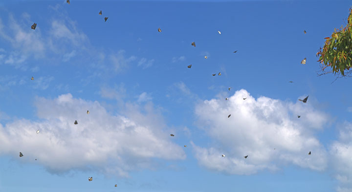 Hundreds of butterflies — Adder Rock