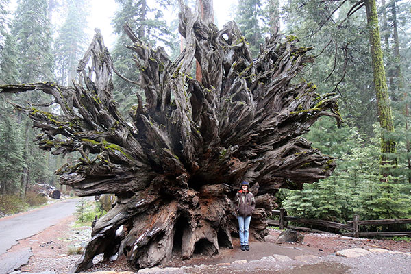 Bronwen by a fallen Giant Sequoia