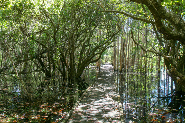 Fogg Dam Conservation Reserve, Northern Territory