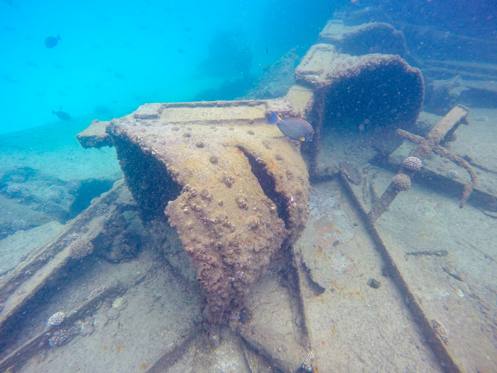 Snorkelling at Tangalooma Wrecks on Moreton Island