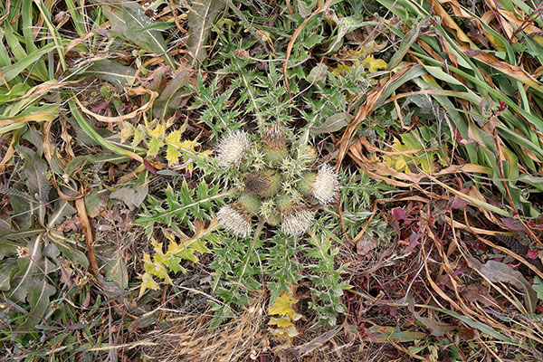 Some of the many flowers at Point Reyes National Seashore