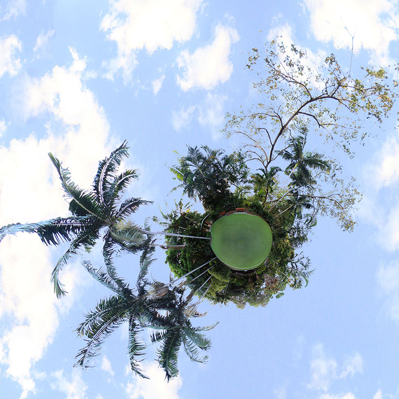 A small lawn at Mt Coot-Tha Botanic Gardens