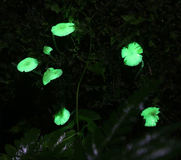 Glow in the dark mushrooms