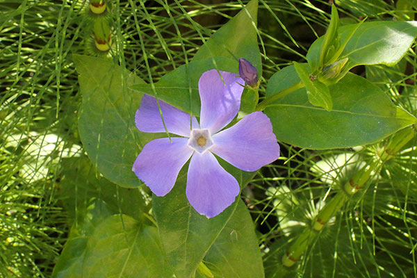 Some of the wildflowers by the roadside