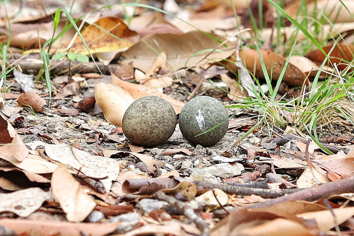 Curlew eggs, Stradbroke Island