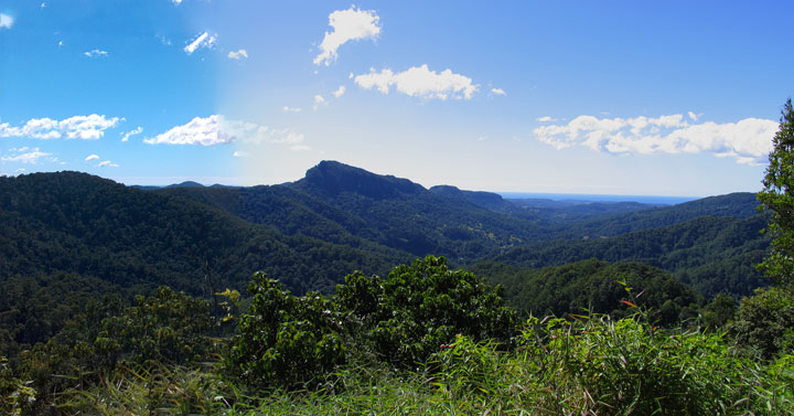 Mt Cougal Bushwalk