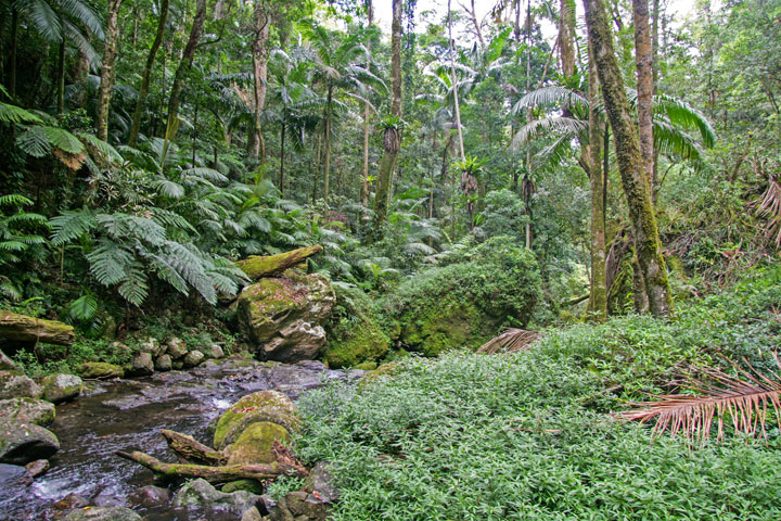 Coomera Gorge