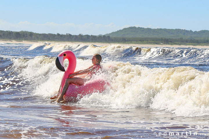 Bronwen discovering the flamingo is faster