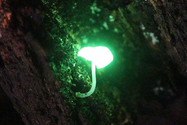 Showing just how bright glow in the dark mushrooms are