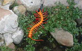 Crawly things, Sculpture by the Sea