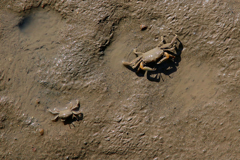 Scary animals in the Brisbane River mud