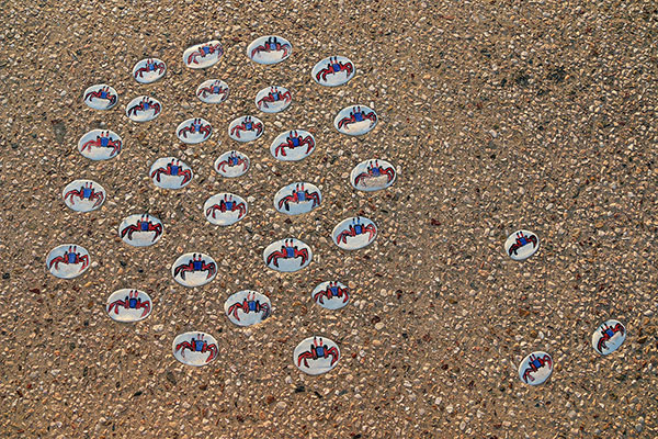 Lots of crabs at Wellington Point