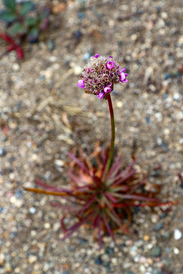 Some of the many flowers at Point Reyes National Seashore