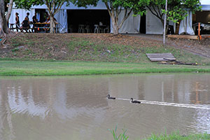 Ducks swim peacefully