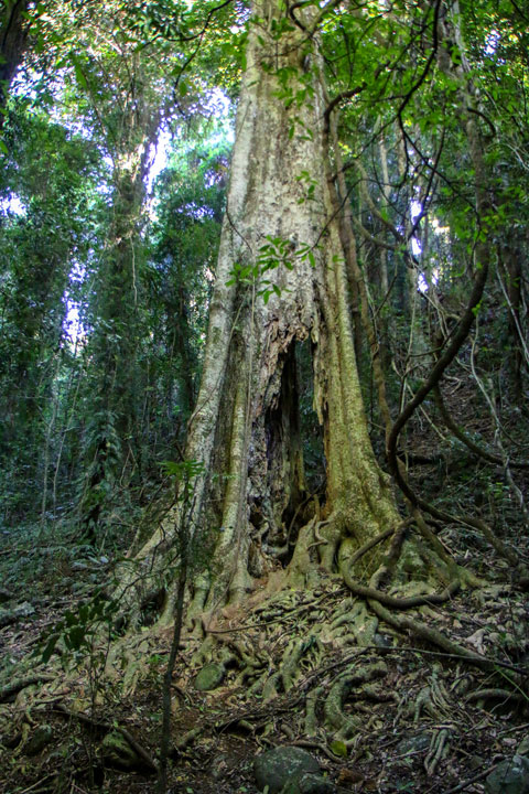 Crystal Shower Falls, Dorrigo