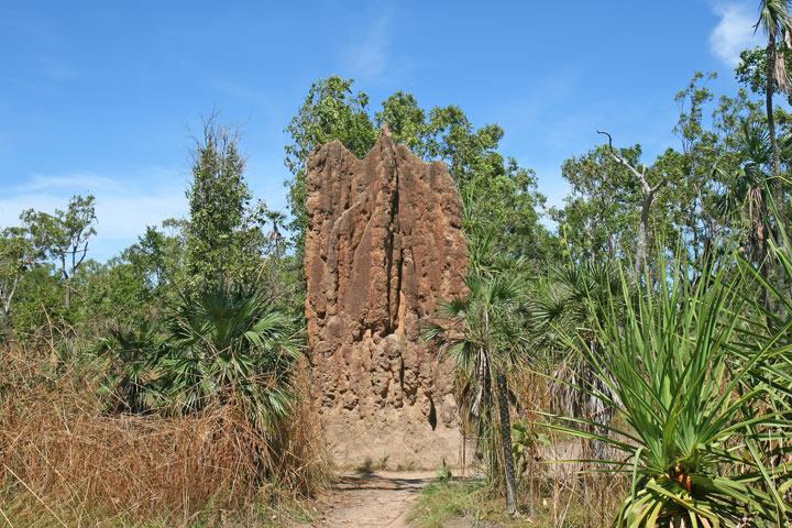 Magnetic Termite Mounds, Northern Territory