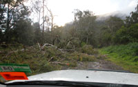 A gum tree uprooted after ferocious winds