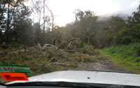 A gum tree uprooted after ferocious winds