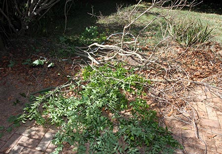 Pruned tree