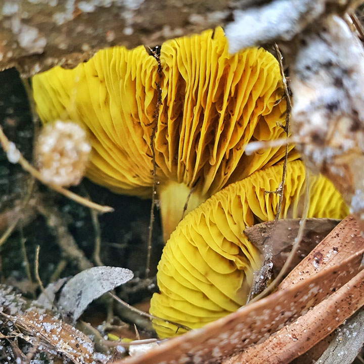 Funguses at Brown Lake, Stradbroke Island