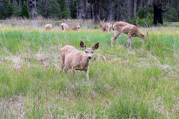 More ferocious animals