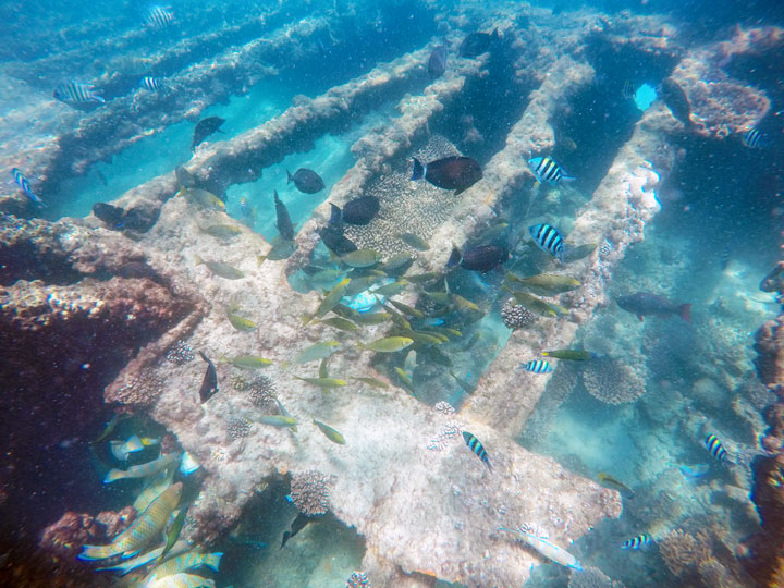 Snorkelling at Tangalooma Wrecks on Moreton Island