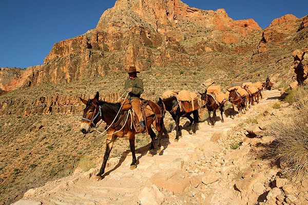 A mule train on Bronwen’s walk down into the Grand Canyon