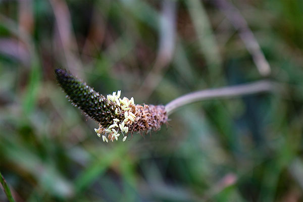 Some of the many flowers at Point Reyes National Seashore