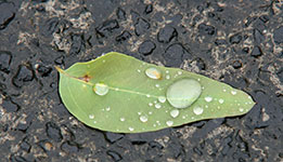 A leaf, a water droplet, and some gravel