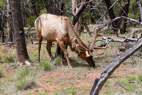 Some of Santa’s horses on holiday at the Grand Canyon