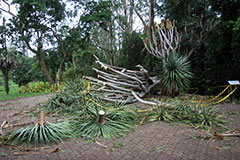 A fallen tree in the Brisbane Botanic Gardens
