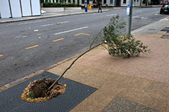 A fallen tree in Brisbane