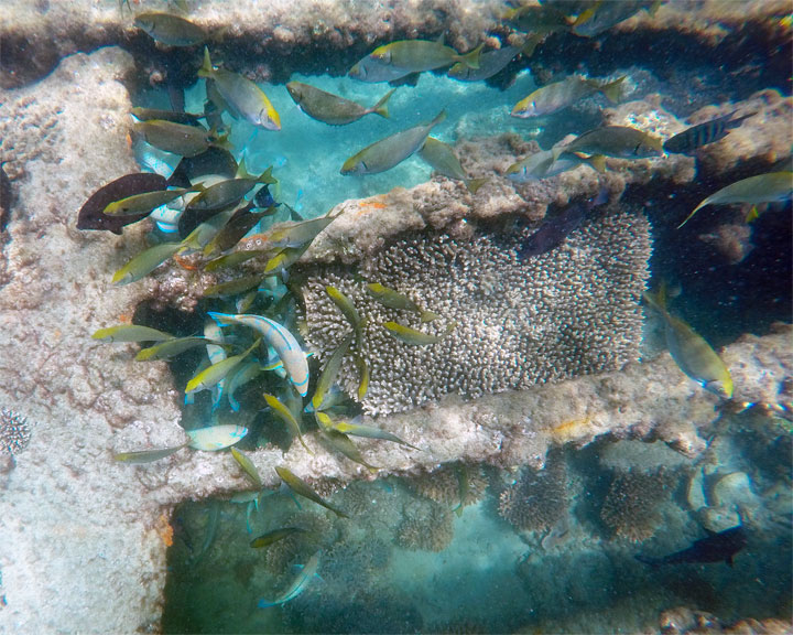 Snorkelling at Tangalooma Wrecks on Moreton Island