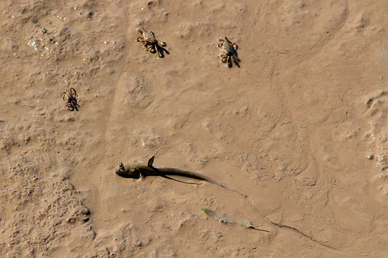 Scary animal stand-off