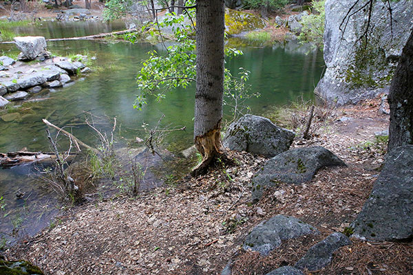 A beaver-eaten tree