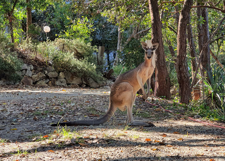 Curious Kangaroos