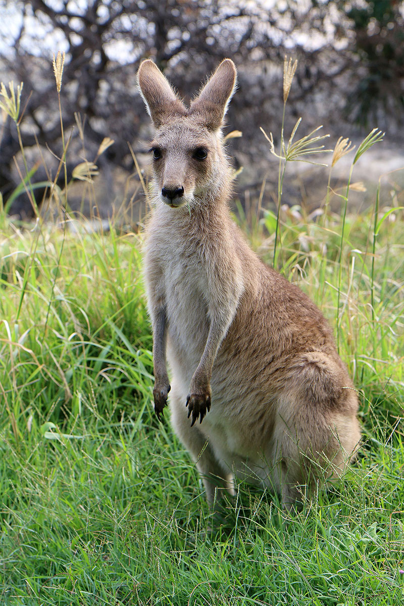 A small wallaby on Stradbroke Island