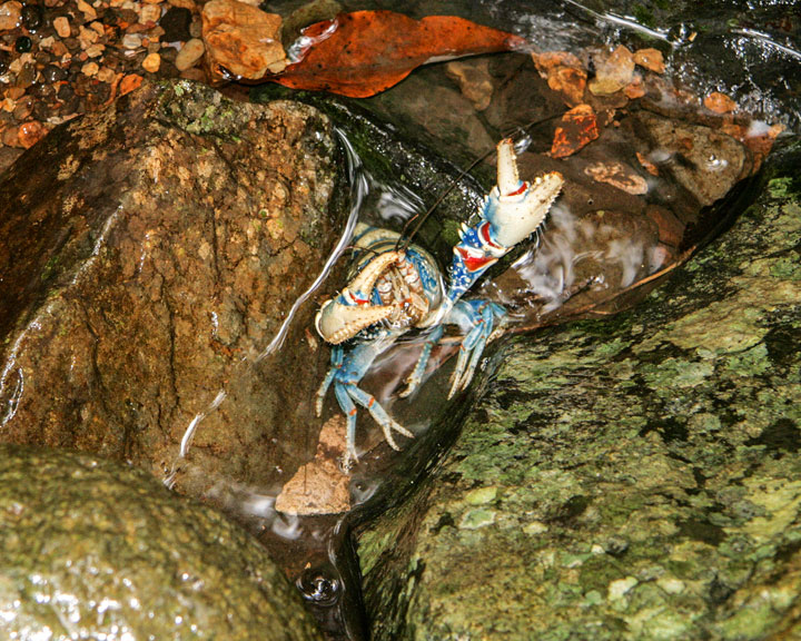 Crayfish, Coomera Gorge
