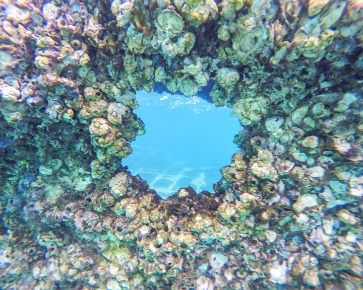 Snorkelling at Tangalooma Wrecks on Moreton Island