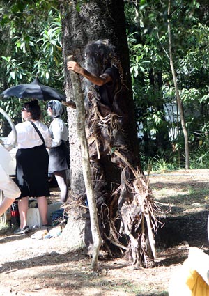 The Amazing Woodford Folk Festival