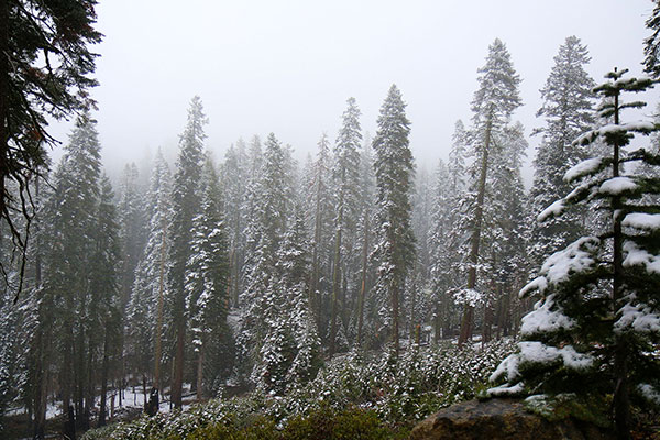 Snow on the way to Glacier Point