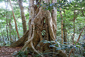 A tree on the walk to Kondalilla Falls