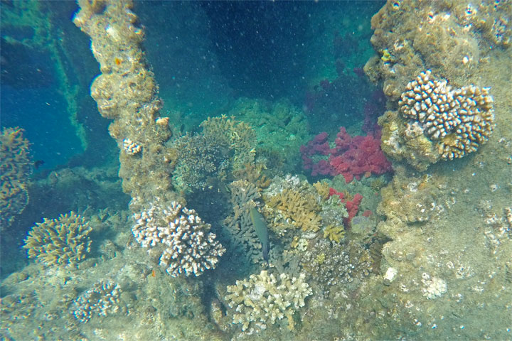 Snorkelling at Tangalooma Wrecks on Moreton Island